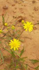 Senecio vernalis