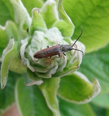 Campylomorphus homalisinus