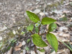 Euphorbia mercurialina