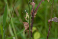 Campanula rapunculus