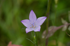 Campanula rapunculus