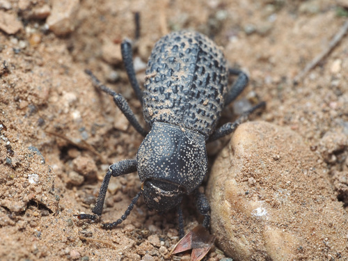 Black Death-feigning Beetle