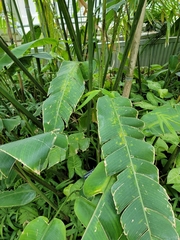 Bambusa chungii