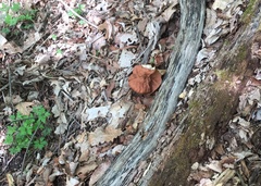 Gyromitra korfii