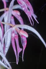 Macroclinium bicolor image