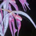 Macroclinium bicolor - Photo (c) Sune Holt,  זכויות יוצרים חלקיות (CC BY-NC), הועלה על ידי Sune Holt