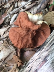 Gyromitra korfii