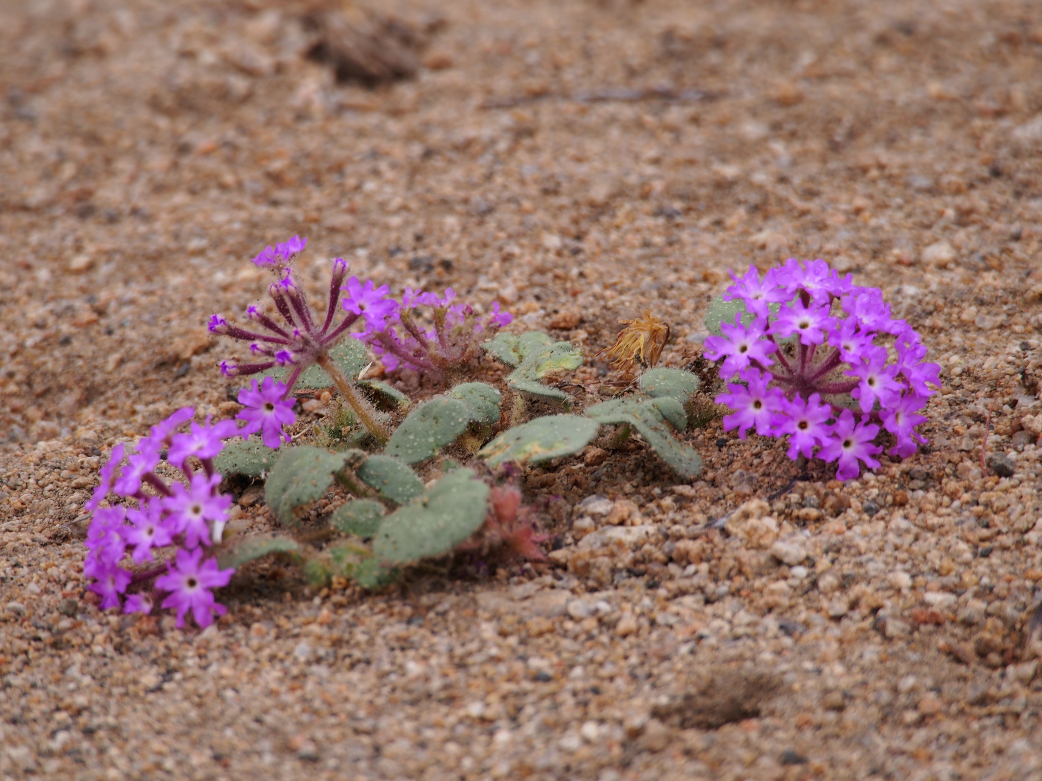 Abronia umbellata - Wikipedia