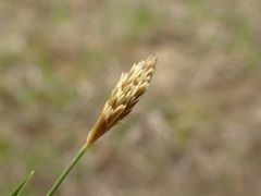 Carex crawei