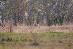Alcelaphus buselaphus lichtensteinii