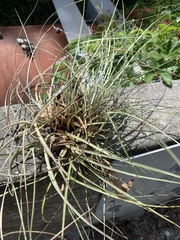 Tillandsia bartramii