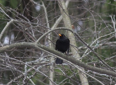 Turdus merula