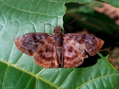 Ebrietas