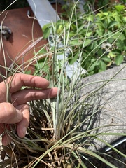 Tillandsia bartramii