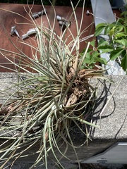 Tillandsia bartramii