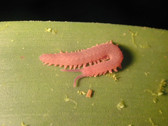 Epiperipatus biolleyi