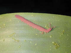 Epiperipatus biolleyi