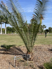 Encephalartos whitelockii