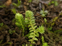 Selaginella apoda