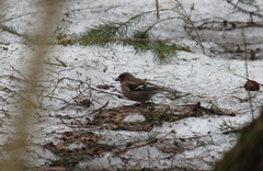 Fringilla coelebs