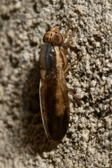 Peplomyza