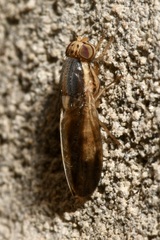 Peplomyza