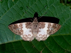 Polyctor polyctor