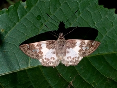 Polyctor polyctor
