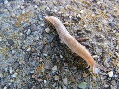 Gastropoda