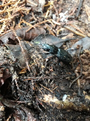 Plocamostethus planiusculus