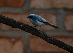 Elminia albicauda