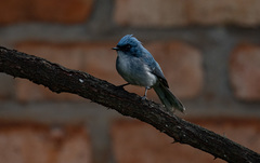 Elminia albicauda
