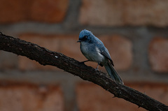 Elminia albicauda