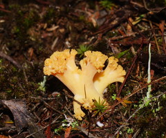 Ramaria capitata
