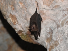 Peropteryx