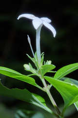 Bouvardia longiflora image