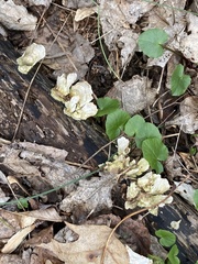 Cerrena unicolor