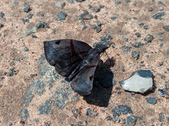 Helias phalaenoides