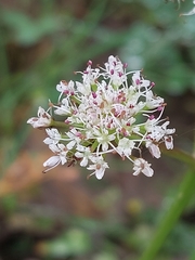 Oenanthe globulosa