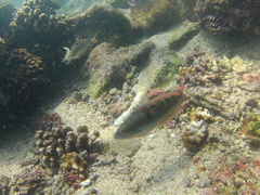 Halichoeres chierchiae