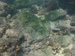 Halichoeres dispilus