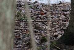 Turdus iliacus