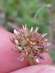 Oenanthe globulosa