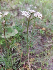 Oenanthe globulosa