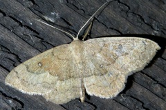 Semaeopus gracilata