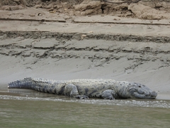 Crocodylus moreletii