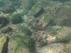 Halichoeres chierchiae