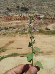 Scutellaria brevibracteata