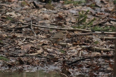 Turdus iliacus