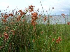 Schoenoplectus scirpoides